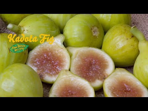 Dave Wilson Nursery: Kadota Fig