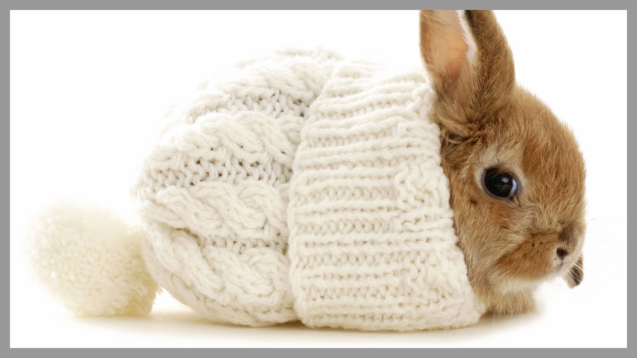 Fluffy Baby Bunny