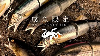 成魚限定。188mmビッグベイトで狙い獲る