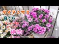 「ダイアンサス」「育て方 」「ナデシコ ダイアンサス 育て方」基本から応用まで詳しく解説