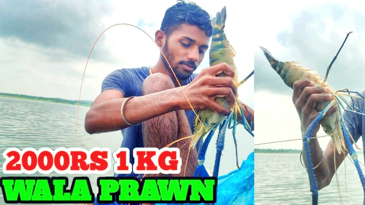 Tiger Jhinga Fish Catching In River | Kolmbi jhinga fishing | Prwan Fish Hunting | Big Lobster Fish