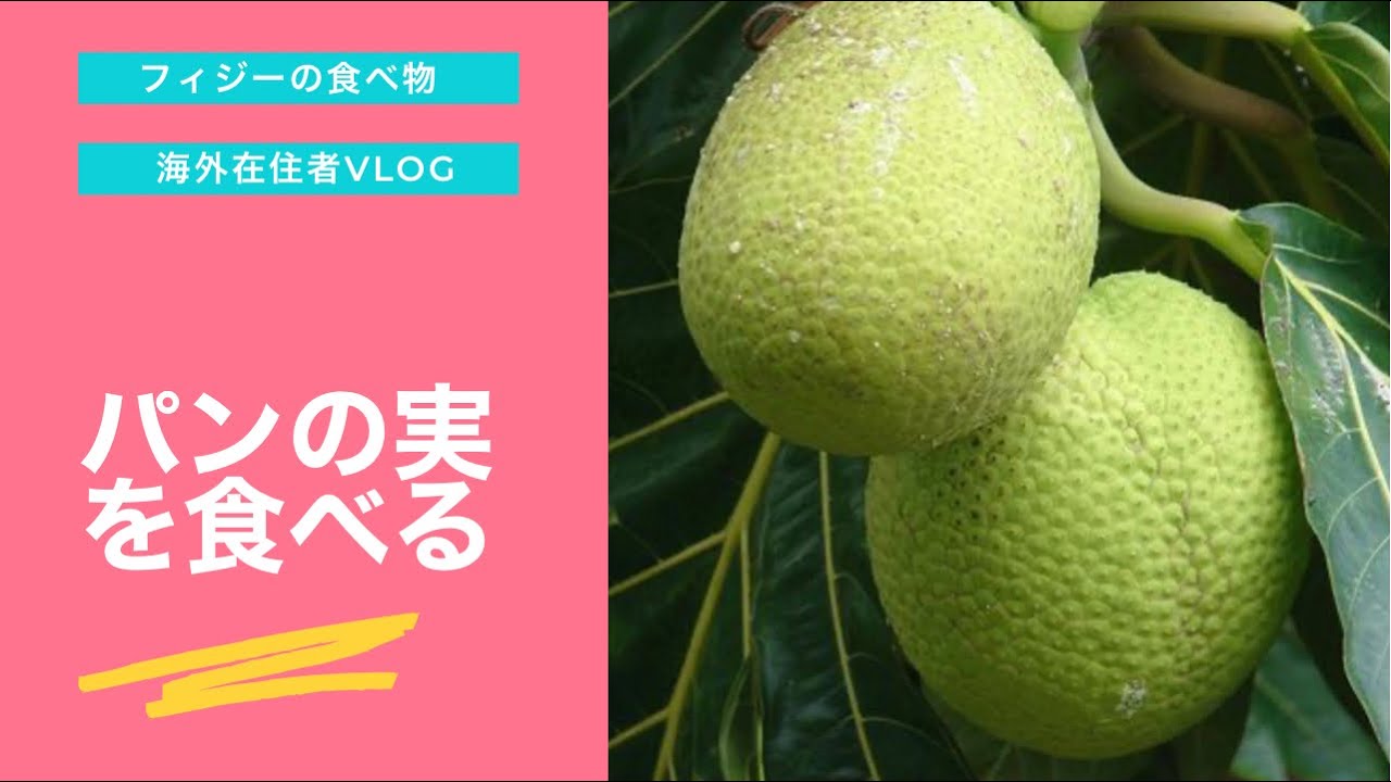 フィジー の食べ物 パンの実は本当にパンの味がするのか Youtube