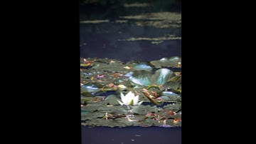 Thumbnail of Water lily . #nature photograph #ihavethisthingwithplants #naturephotography #photography #dsouza_
