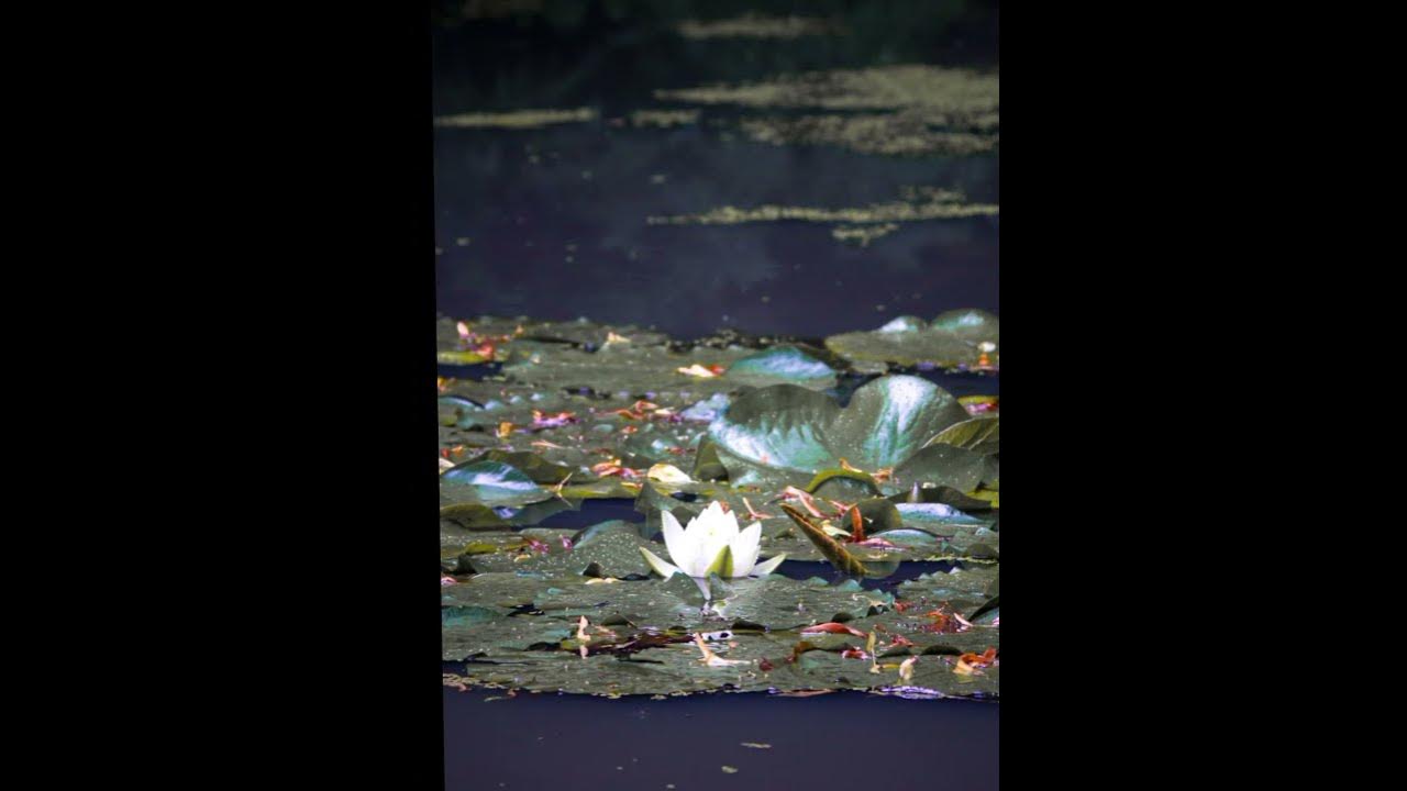 Water lily . #nature photograph #ihavethisthingwithplants #naturephotography #photography #dsouza_