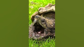 Alligator Snapping Turtle ? 🐢 #shorts #animals