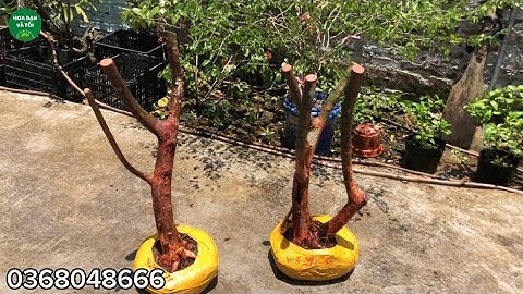 Bán cây Hoa sim rừng 300k một cây