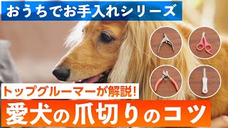 【おうちでお手入れシリーズ】ご自宅で愛犬の爪切りをカンタンに♪おうちでできる爪切り方法をトップグルーマーがわかりやすく解説します。