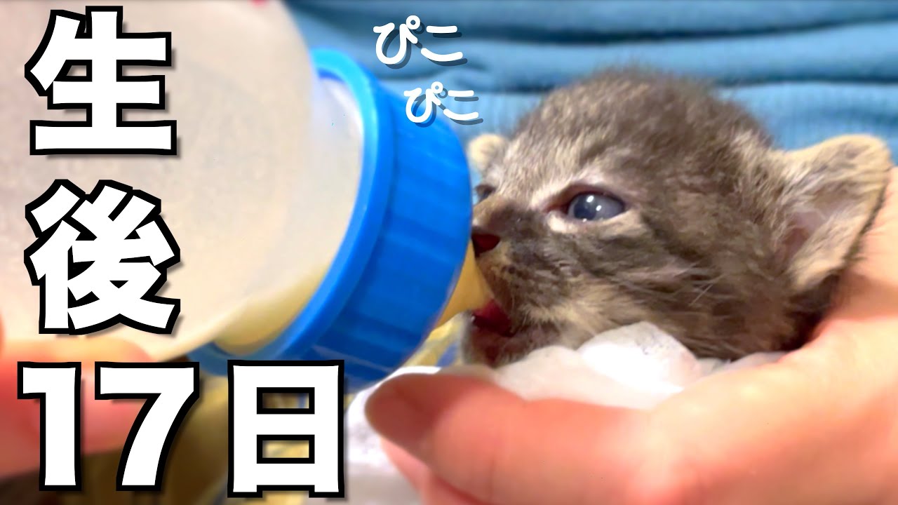 【生後17日】すごい速さでミルクをがぶ飲みする子猫がこちらです【４兄妹の保護猫】