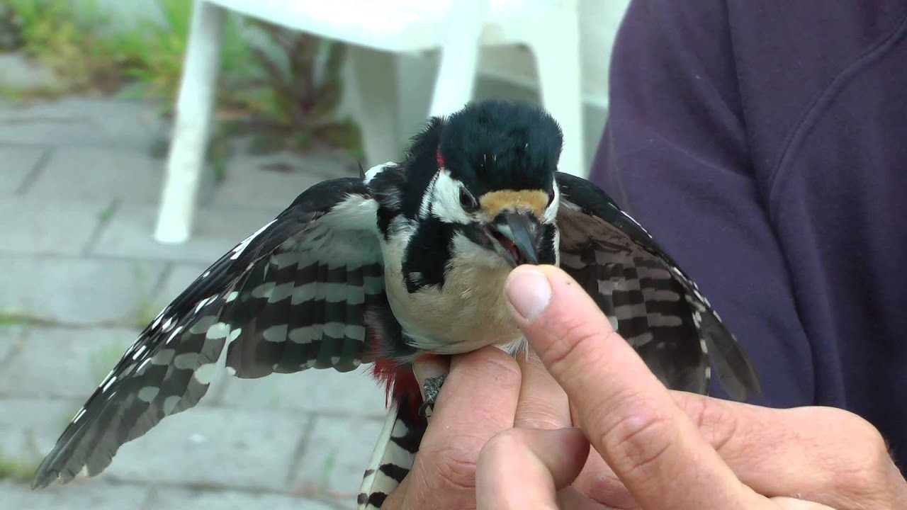 Vogels vangen..en ringen YouTube Vogels vangen..en ringen YouTube