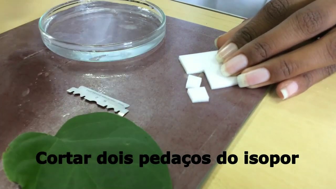 Corte longitudinal e transversal da folha