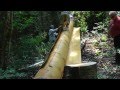 Harvesting Birch Bark