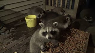 18 Baby Raccoons At Jim's Diner Wed 26 July 2023