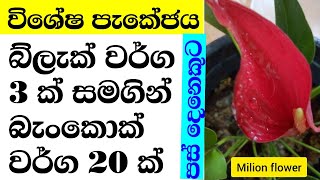 anthurium wagawa | ඇන්තූරියම් වර්ග විකිණීමට | anthurium plants | bankok anthurium flower plant