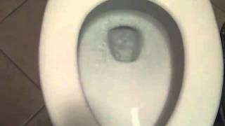 1245: Newer Kohler Wellworth Toilet 6