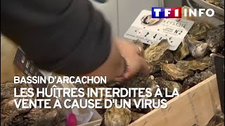 Les hui?tres du bassin d'Arcachon interdites a? la vente a? cause d'un virus