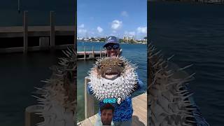 most dangerous fish #shortvideo #facts #respect #space #top10richestperson #trendingshorts #skibidit