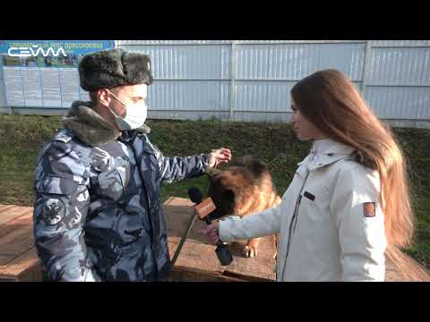 Как воспитывают служебных собак?