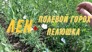 Лен+горох совместный посев.