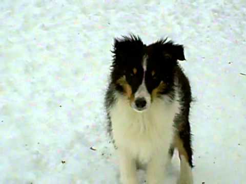 black sheltie puppies