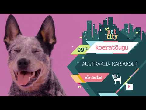 Video: Kui palju maksab austraalia karjakoer?