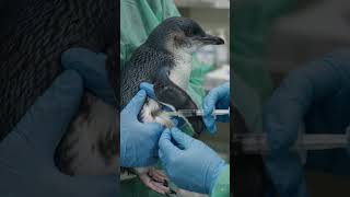 Can Australia’s First Mass Bird-Flu Vaccination Save Its Little Penguins