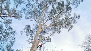 Chopping down a Beautiful Tree (too scary to live under!)