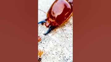 The Shocking truth about ants vs termites - what you didn