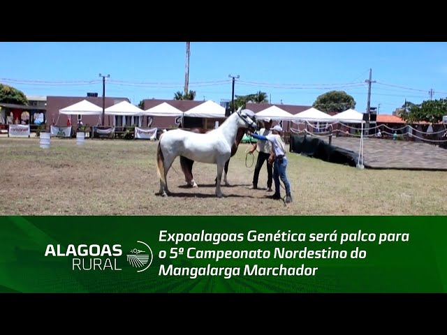 Expoalagoas Genética será palco para o 5º Campeonato Nordestino do Mangalarga Marchador