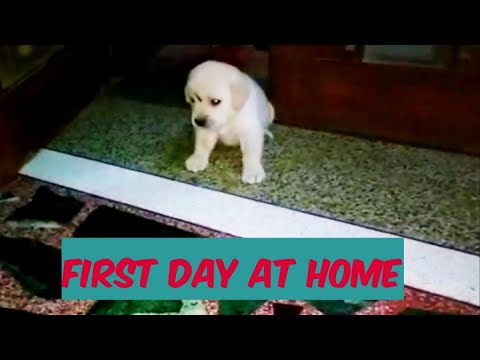 Labrador Puppy - First Day at Home | Simba | @Simbathelabrador - YouTube
