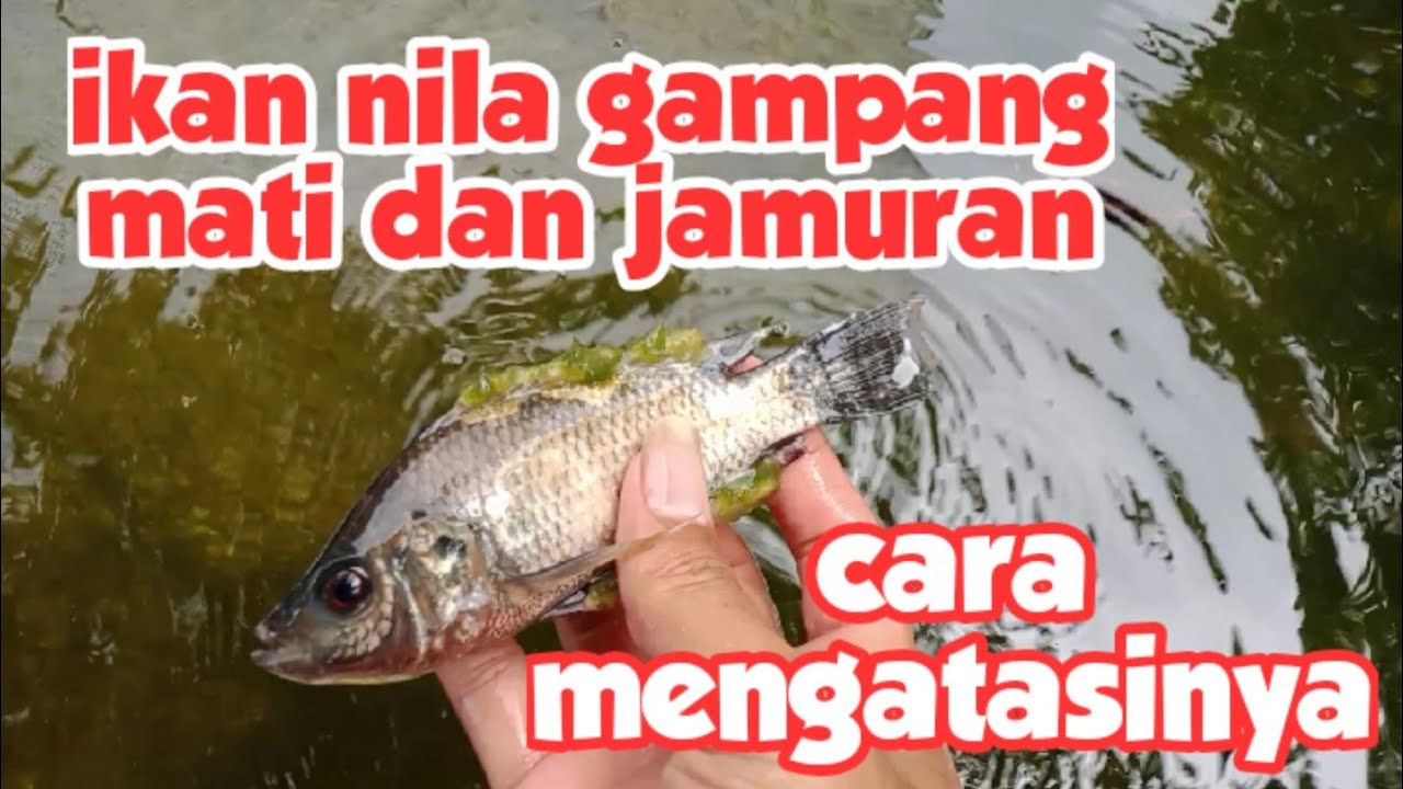 BUDIDAYA IKAN NILA GAMPANG MATI DAN JAMURAN CARA MENGATASINYA 