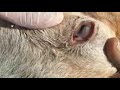 Pinkeye in goats (Chlamydia psittaci ovis & Mycoplasma conjunctivae) | Keratoconjunctivitis