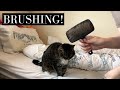 HELP! 17 year old elderly cat doesnt like being brushed! 2025 #cat #elderlycat #brushing