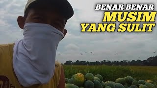 panen di musim yang sulit (INI HASILNYA)