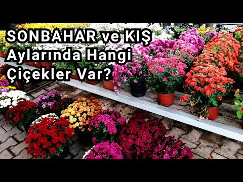 Video: Sonbaharda Hangi çiçekler Ekilir?