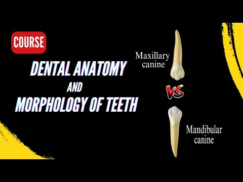 Differences between maxillary canine and mandibular canine / Morphology Course 2024
