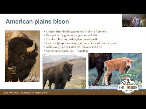 Webinar | 40 Years: GYC's Legacy of Giving Yellowstone Bison Room to Roam