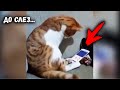 Коту показали видео с его погибшим хозяином. Реакция кота заставит вас рыдать…