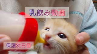 【一人暮らし猫を保護】31日目　乳を飲む子猫を愛でる　先住猫も乳を飲む　主五月病【体重480】