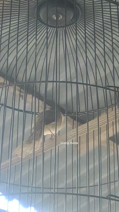 CIGUN #shorts #cigun