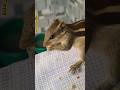 #shorts #video #viralvideo #reels #squirrel #pets #cute #animals