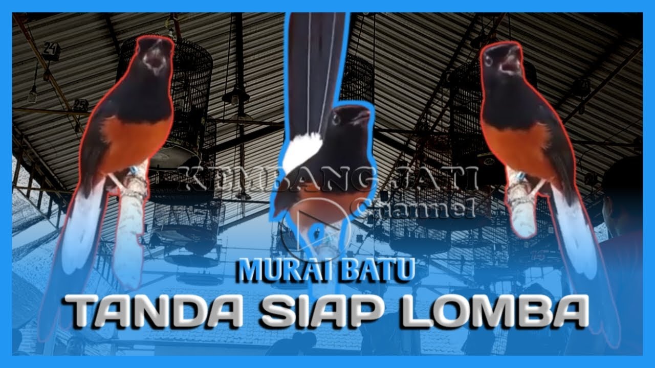 Tanda Burung Siap Dilombakan: Ciri-Ciri yang Perlu Diketahui Tanda Burung Siap Dilombakan: Ciri-Ciri yang Perlu Diketahui