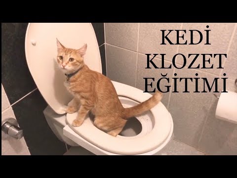 Video: Bir Köpek Bir Soğuk Nasıl Tedavi Edilir