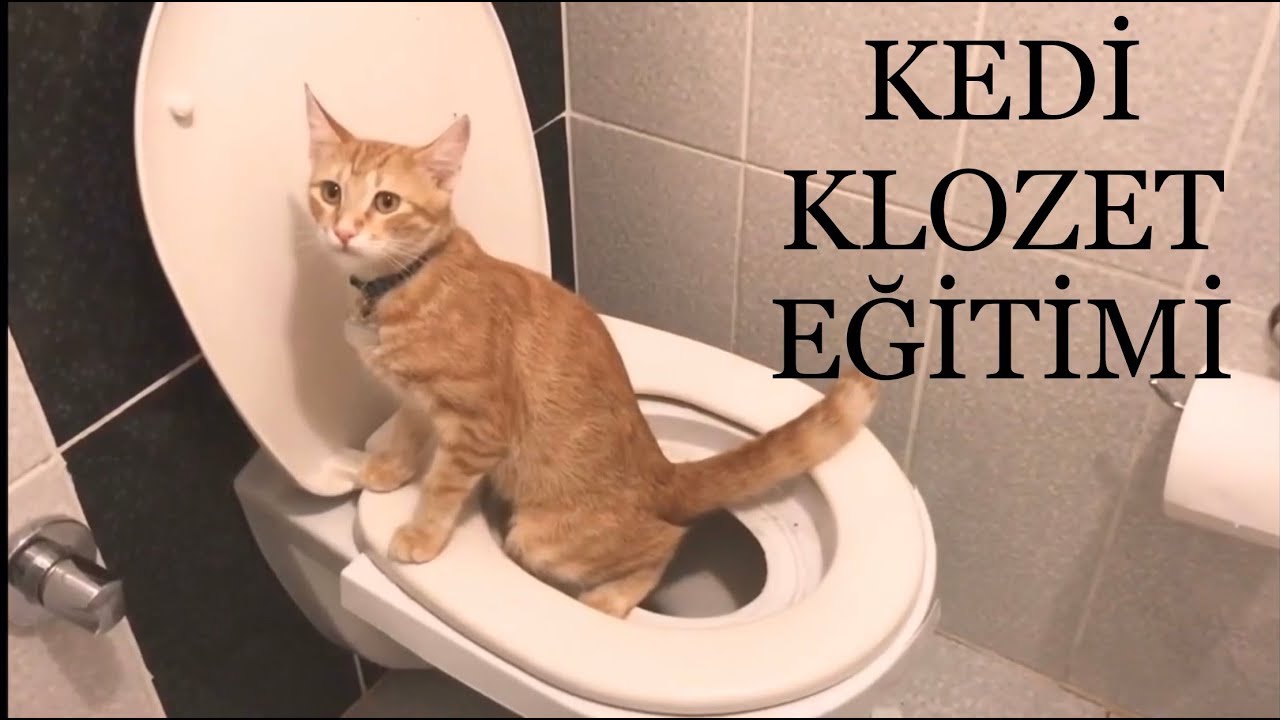 Kedi Tuvalet Klozet Egitimi Cat Toilet Training Citikitty Youtube