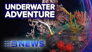 Underwater robot to search for undiscovered marine life | Nine News Australia