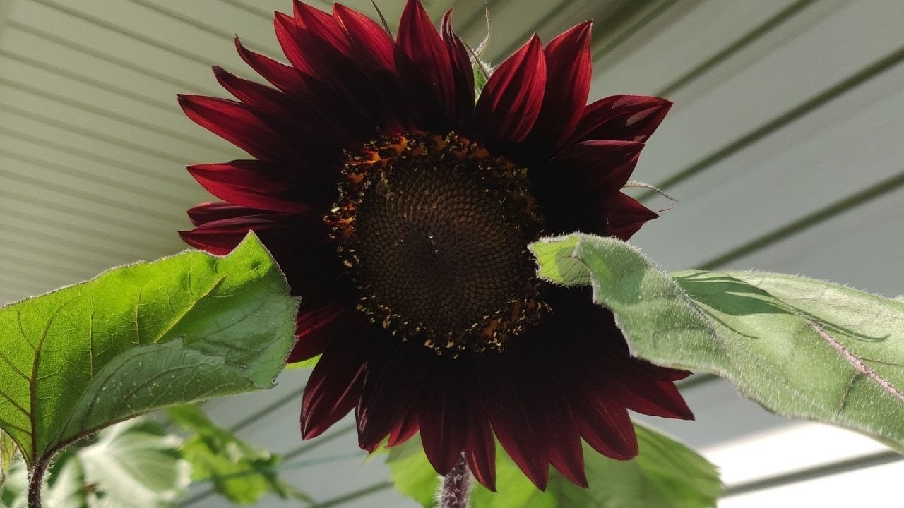 GARDEN UPDATE 8/1/21 Chocolate Cherry Sunflowers! YouTube