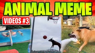 Hilarious Animal Memes That Will Make You Paws for Laughter! by Colossus64 2,461 views 8 months ago 4 minutes, 29 seconds