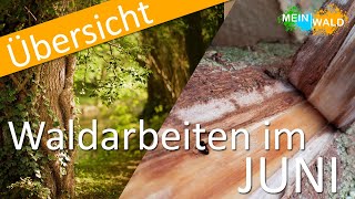 Was ist im JUNI im Wald zu tun? 🌳🌹 Die wichtigsten Arbeiten im Überblick