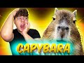 Am adus o capybara in studio la orange blue  la mucat pe eugen