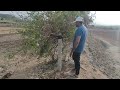 Day 32 || Going Masa Farm For Repairing Some Trees 🤨