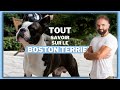 Race de chien  le boston terrier 